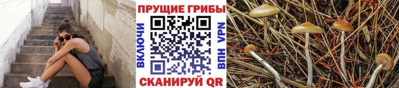даркнет как зайти  мега ссылка  Галлюциногенные грибы прущие грибы  Пионерский  цены  